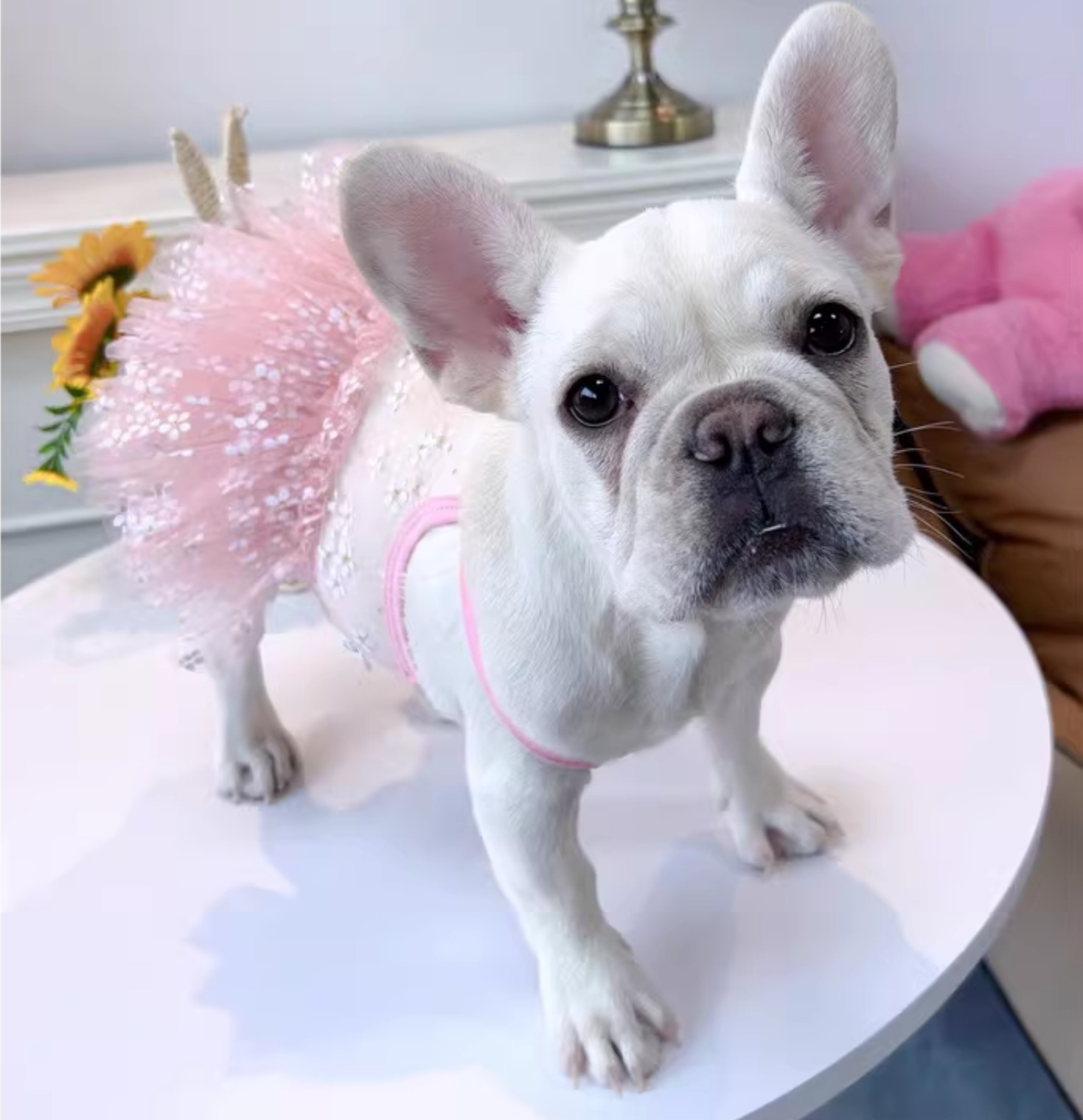 Summer Pug Dress French Bulldo - Summer Clothing In French のレビューと価格