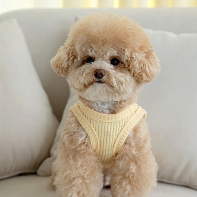 Yellow Waffle Pet Clothes Summ - Soft Summer Yellow Clothing のレビューと価格