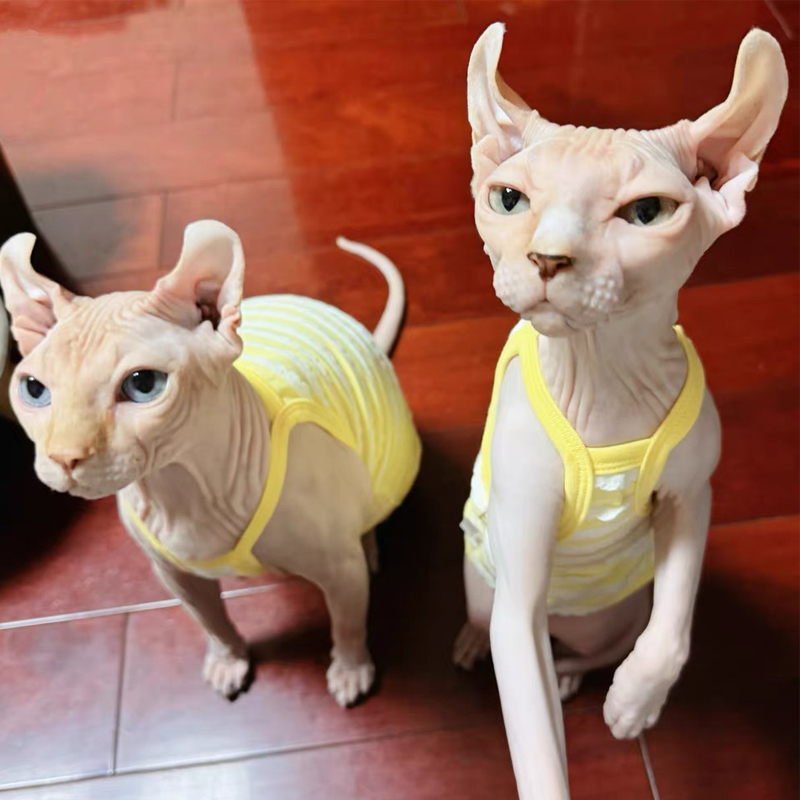 Spring Summer Cotton T-Shirt f - Soft Summer Yellow Clothing のレビューと価格